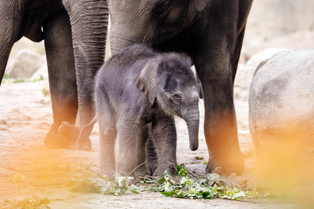 Elefanten-Nachwuchs im Kölner Zoo