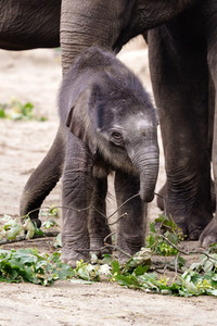 Elefanten-Nachwuchs im Kölner Zoo