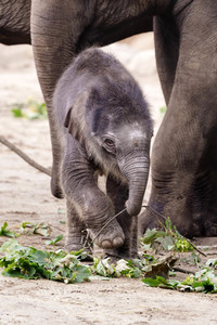 Elefanten-Nachwuchs im Kölner Zoo