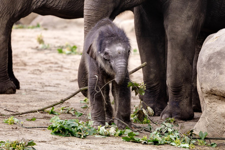 Elefanten-Nachwuchs im Kölner Zoo