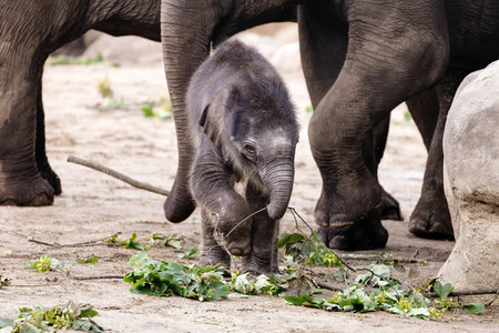 Elefanten-Nachwuchs im Kölner Zoo