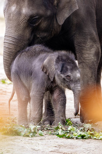 Elefanten-Nachwuchs im Kölner Zoo