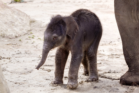 Elefanten-Nachwuchs im Kölner Zoo
