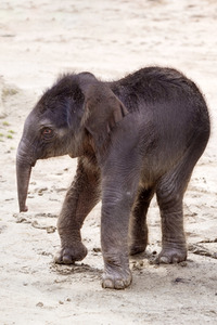 Elefanten-Nachwuchs im Kölner Zoo