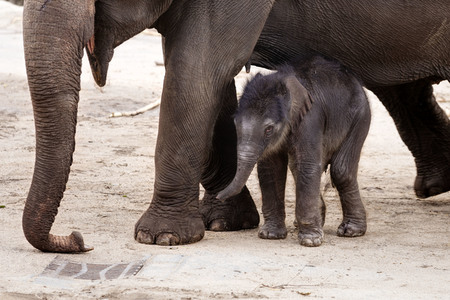Elefanten-Nachwuchs im Kölner Zoo