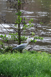Hochwasser in Görlitz