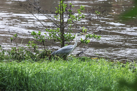 Hochwasser in Görlitz