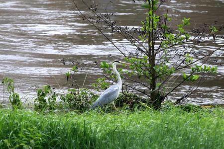 Hochwasser in Görlitz