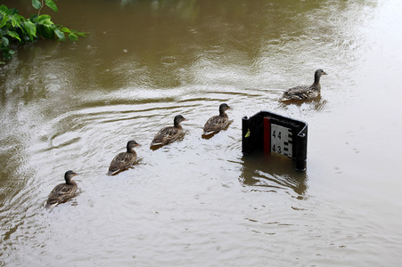 Hochwasser in Görlitz