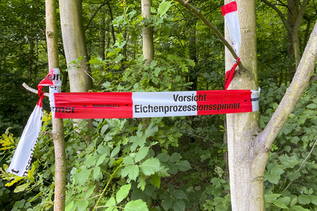 Ausbreitung der Eichenprozessionsspinner um Köln