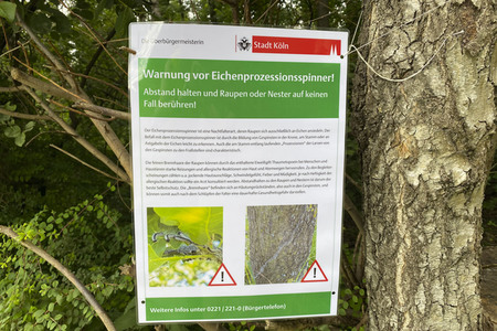 Ausbreitung der Eichenprozessionsspinner um Köln