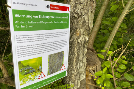 Ausbreitung der Eichenprozessionsspinner um Köln