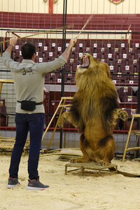 Pre-Presse-Empfang vom Circus Krone in München
