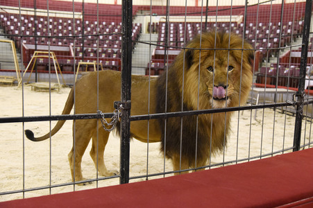 Pre-Presse-Empfang vom Circus Krone in München