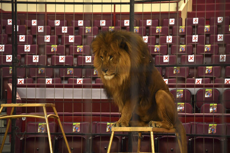 Pre-Presse-Empfang vom Circus Krone in München