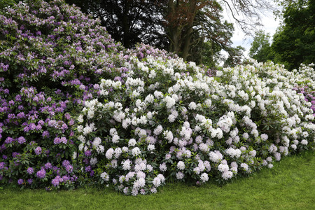NATURE ART: Rhododendron Bodypainting