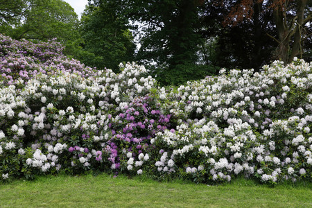 NATURE ART: Rhododendron Bodypainting