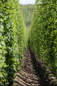 Hopfengut No20 in Tettnang