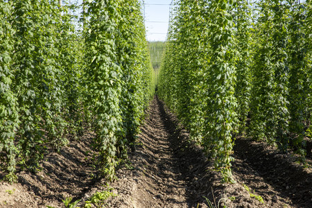 Hopfengut No20 in Tettnang