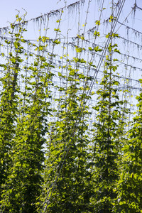 Hopfengut No20 in Tettnang