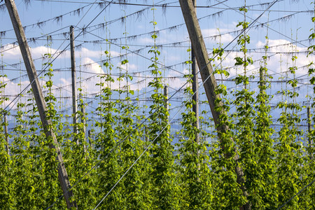 Hopfengut No20 in Tettnang