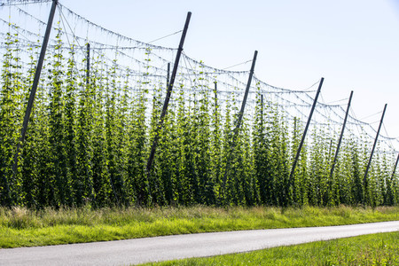 Hopfengut No20 in Tettnang