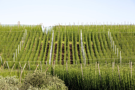 Hopfengut No20 in Tettnang