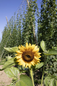 Hopfengut No20 in Tettnang