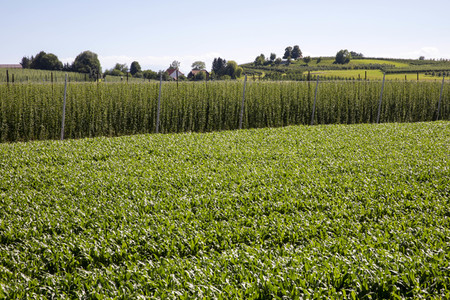 Hopfengut No20 in Tettnang