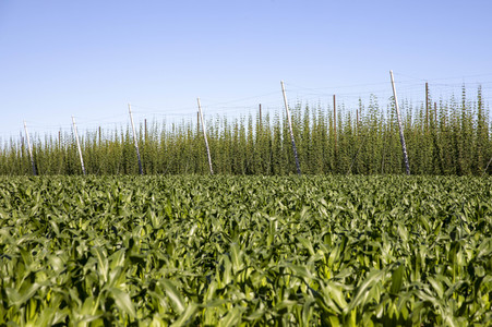 Hopfengut No20 in Tettnang