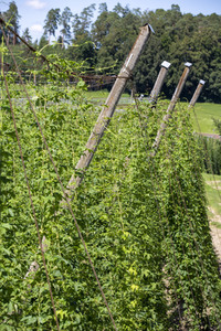 Hopfengut No20 in Tettnang