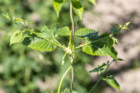 Hopfengut No20 in Tettnang