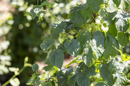 Hopfengut No20 in Tettnang