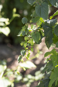 Hopfengut No20 in Tettnang