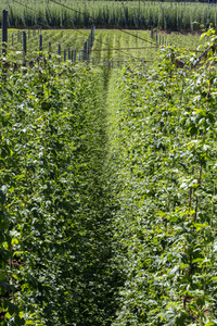 Hopfengut No20 in Tettnang