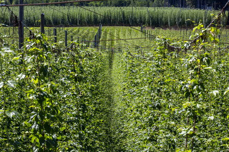 Hopfengut No20 in Tettnang