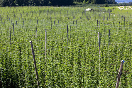 Hopfengut No20 in Tettnang