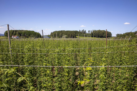 Hopfengut No20 in Tettnang