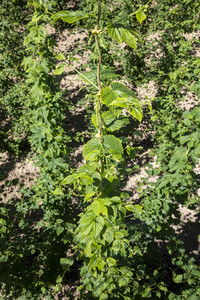 Hopfengut No20 in Tettnang