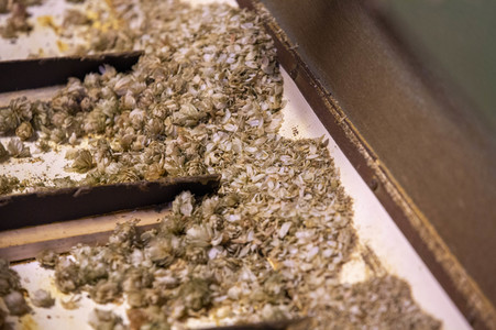 Hopfengut No20 in Tettnang