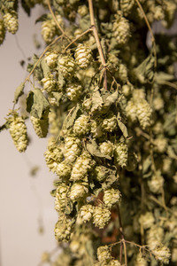 Hopfengut No20 in Tettnang