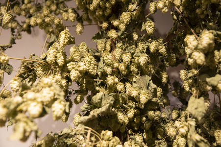 Hopfengut No20 in Tettnang