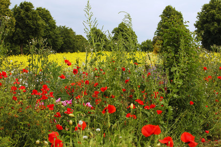 NATURE ART: Blumenwiese / Flower Meadow Bodypainting