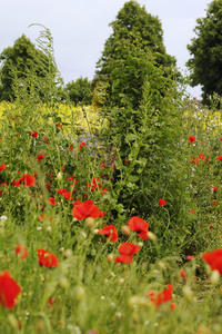 NATURE ART: Blumenwiese / Flower Meadow Bodypainting