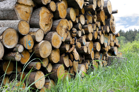 NATURE ART: Holzstapel / Wood Pile Bodypainting