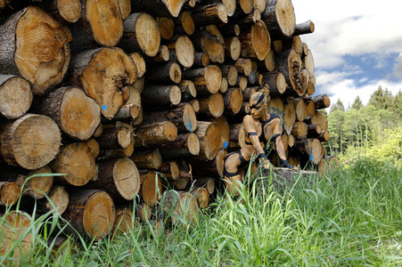 NATURE ART: Holzstapel / Wood Pile Bodypainting