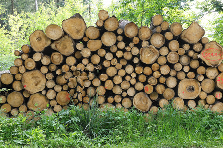 NATURE ART: Holzstapel / Wood Pile Bodypainting