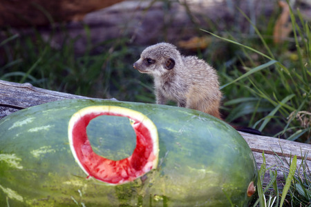 Erdmännchen-Nachwuchs in Köln