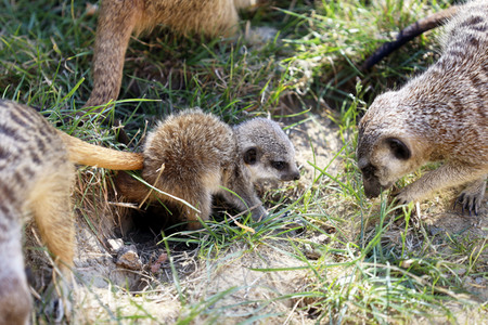 Erdmännchen-Nachwuchs in Köln
