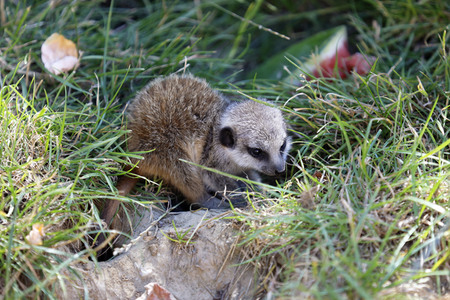 Erdmännchen-Nachwuchs in Köln
